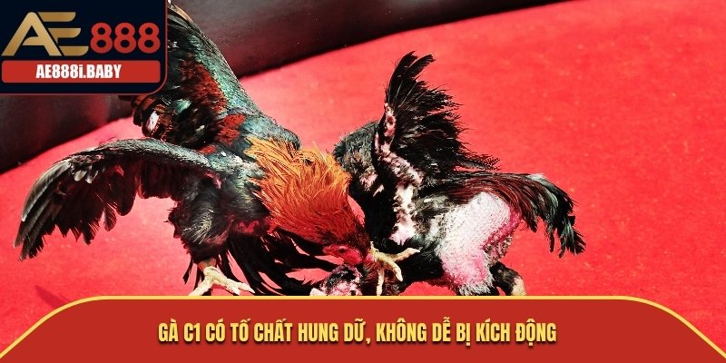 Gà C1 có tố chất hung dữ, không dễ bị kích động
