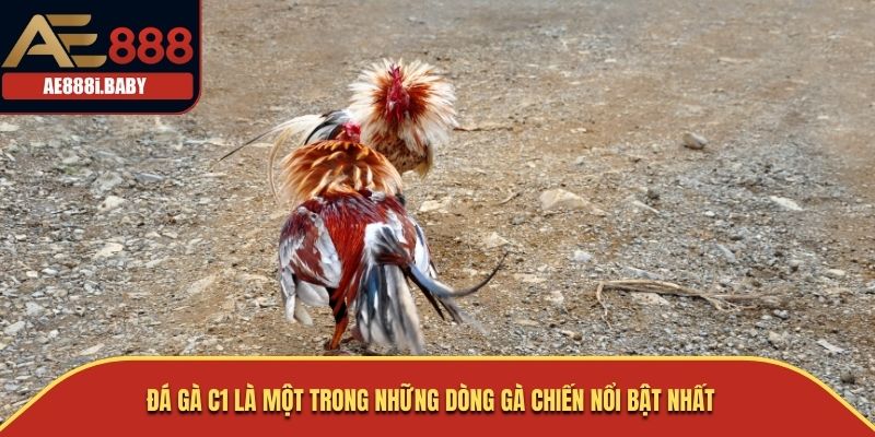 Đá gà C1 là một trong những dòng gà chiến nổi bật nhất
