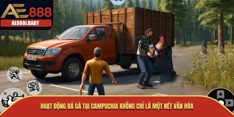 Hoạt động đá gà tại Campuchia không chỉ là một nét văn hóa